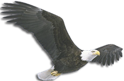 eagle2
